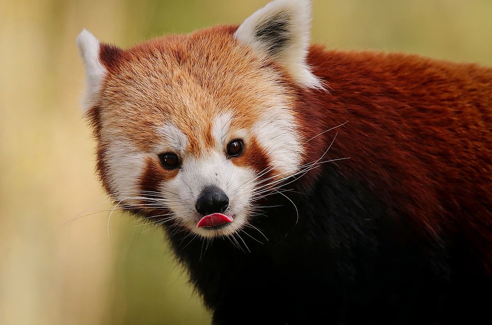Ein süßer Roter Panda.