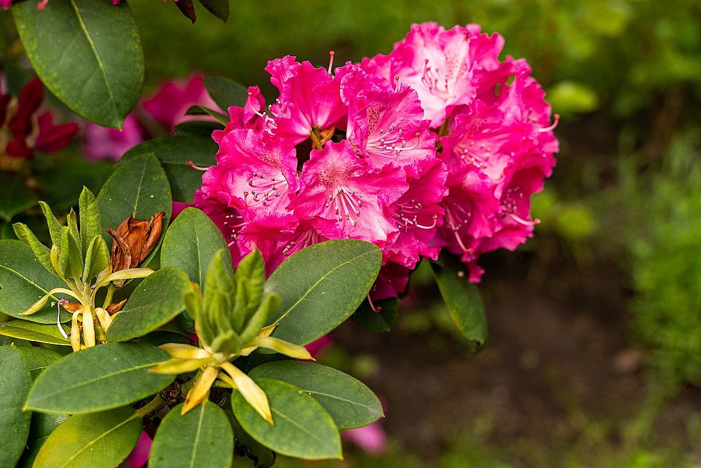 Rhododendron DOMUSIMAGES